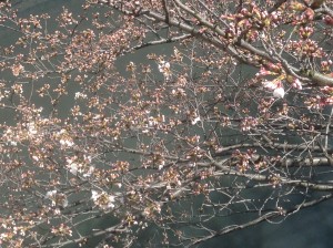 桜開花①2015.3.23