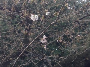 2016桜2